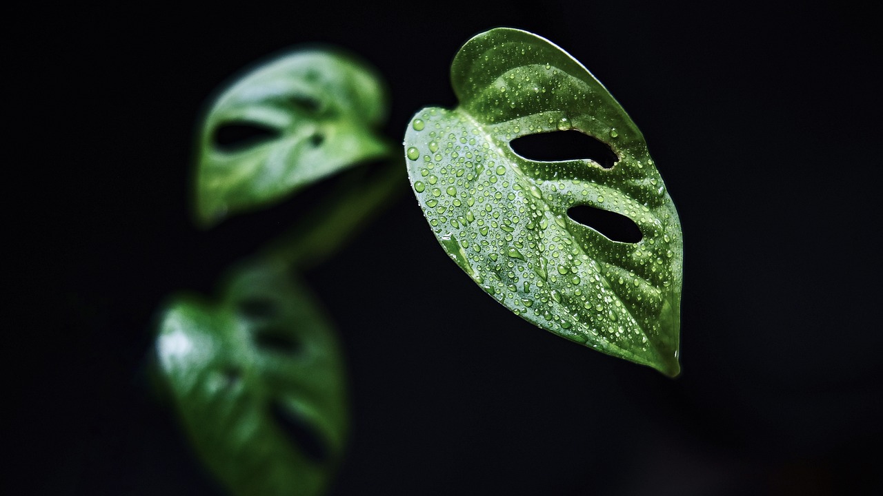 Best Plants for a Wet and Humid Climate Garden